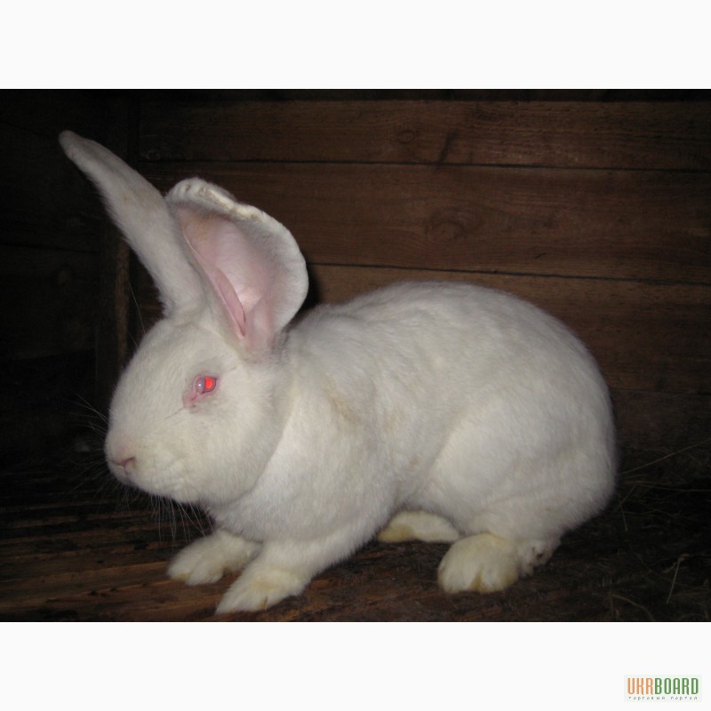 Продам кроликов,  кроликов, Полтава — Ukrboard