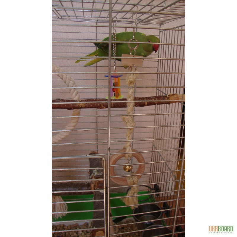 Фото 2. Продам ожерелового попугая