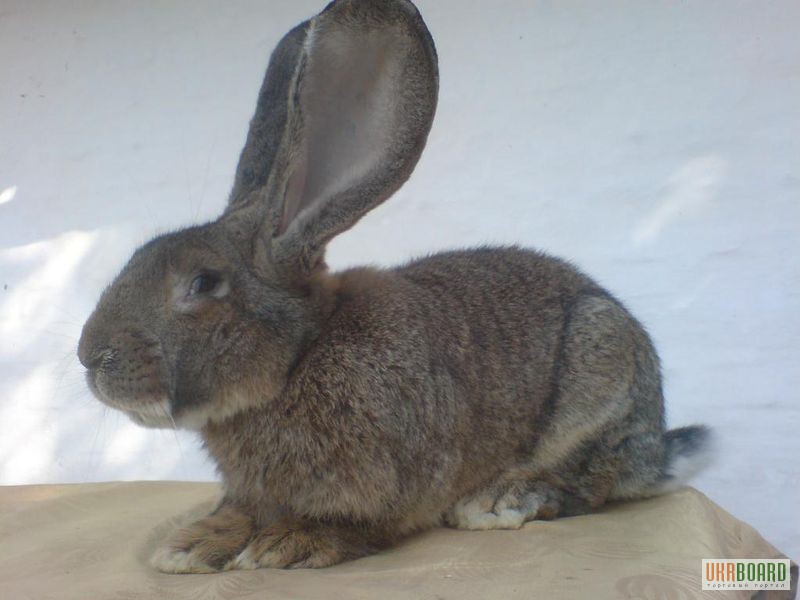 Продам кроликов породы бельгийский великан(обр ,ризен, фландр)