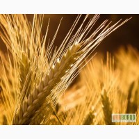 Продаем семена яровой пшеницы оптом, семена сои в Украине