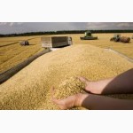 Еврозеновозы, зерновозы для перевозки зерна 2020 года