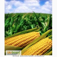 Семена кукурузы Шаланда МВ (ФАО 350)