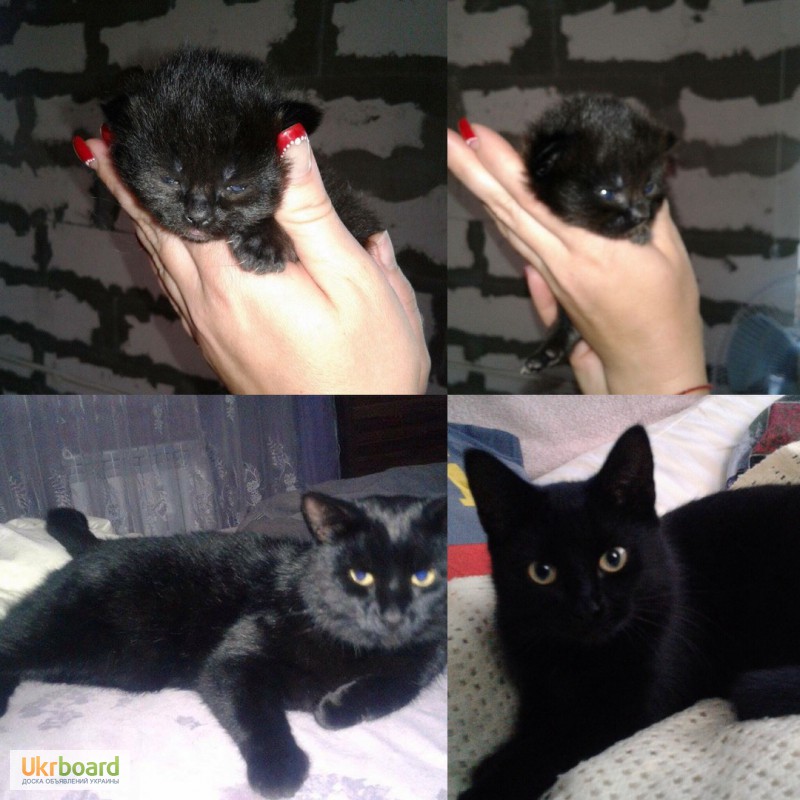 Черные котята Бомбейские