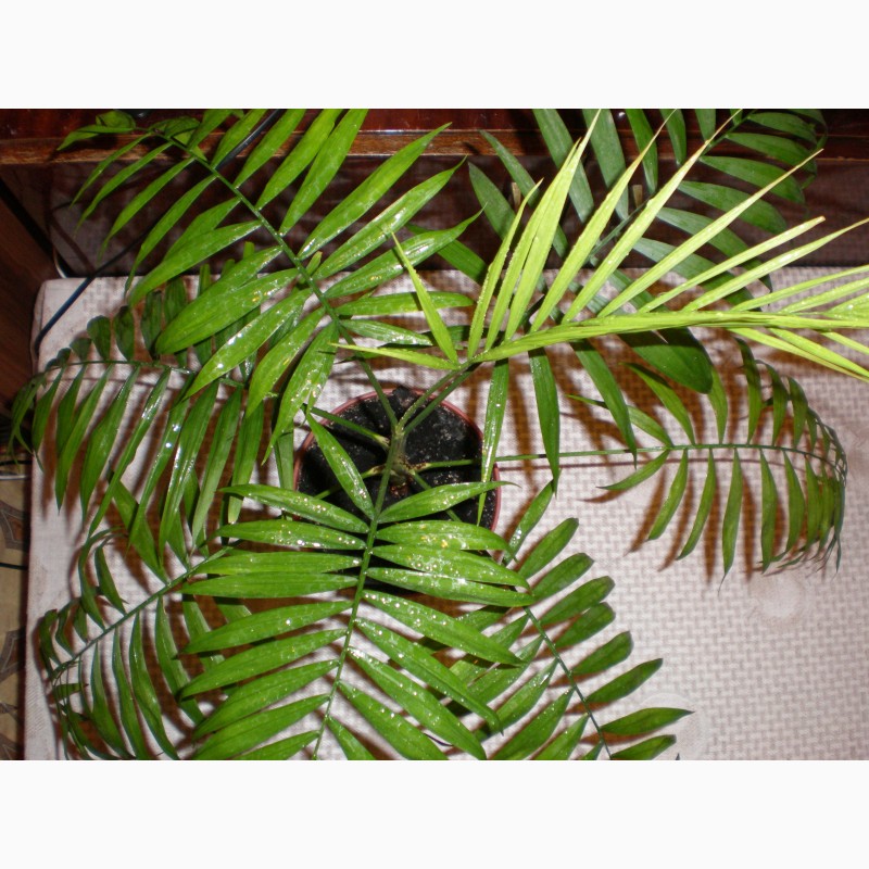 Фото 3. Комнатные растения - пальма