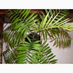 Комнатные растения - пальма