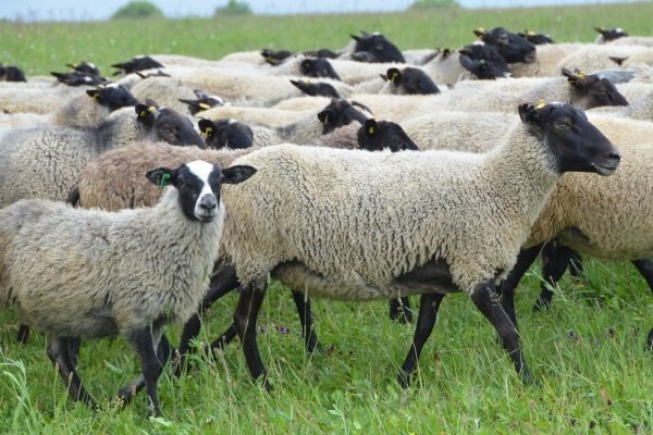 Продам овец баранов романовской породы на экспорт, Сквира — Ukrboard