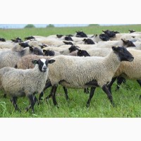 Продам овец баранов романовской породы на экспорт