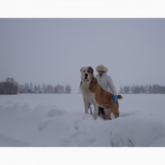 Четыре огромные девочки