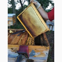Продам пчелосемьи в апреле 2400 грн (торг) Переяслав-Хмельницкий