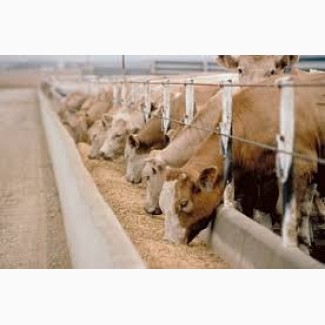 Корм для дойных коров молочного стада