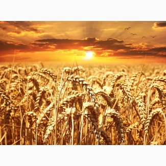 Семена озимой пшеници Колония 1-реп. (Лимогрейн)