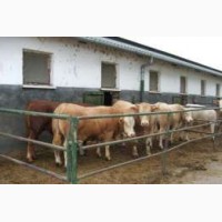 Закупка худоби від домашніх господарств