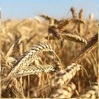 Семена озимой пшеницы СТАТНА