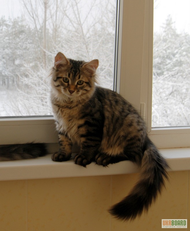 Фото 2/3. Сибирские котята дикого лесного окраса