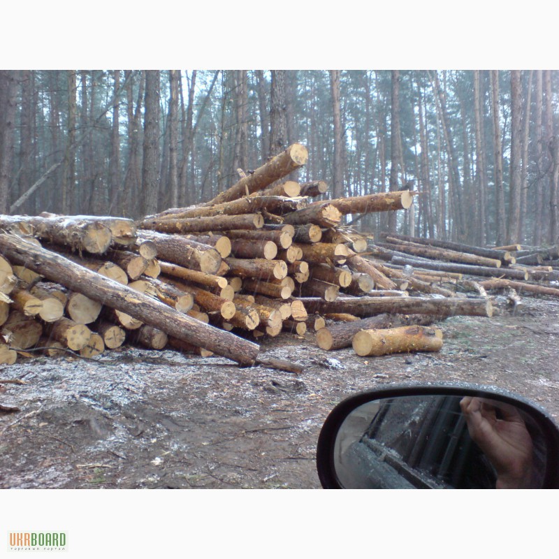 Фото 4. Спил деревьев Киев. Удаление пней, вывоз веток
