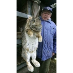 Куплю кролика великана