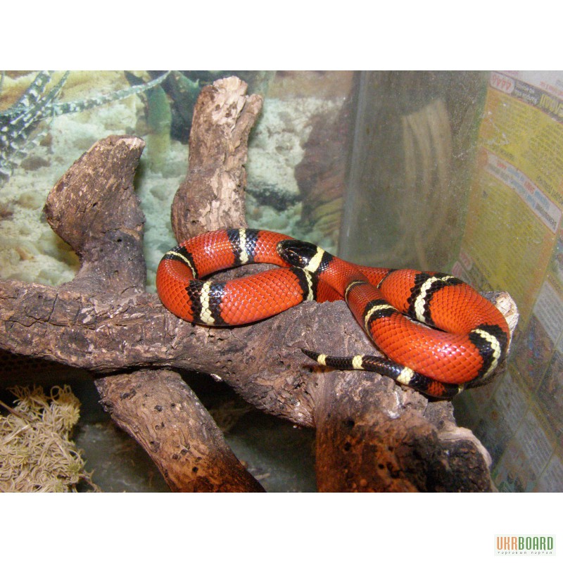 Фото 1/1. Продам цветных королевских змей разных видов и размеров,питонов,удавов.