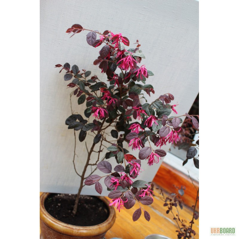 Цветы , цветок Лоропеталум ( Lorpetalum ) , Бонсай (Bonsai). Для декора сада , дома , офис