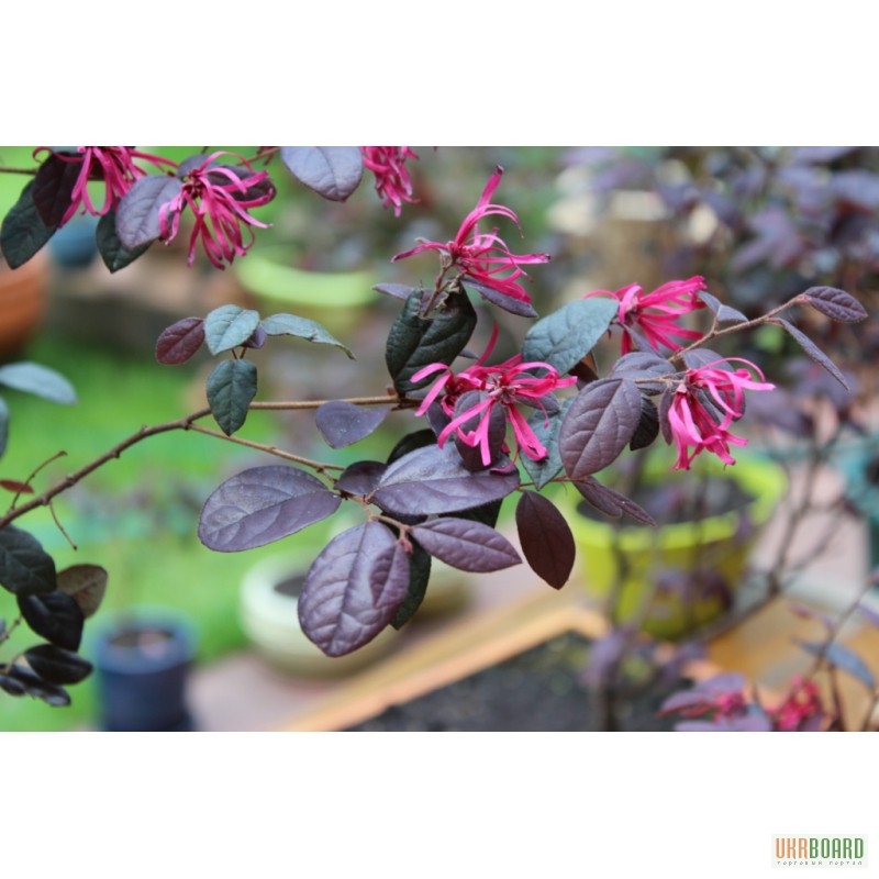 Фото 2/3. Цветы , цветок Лоропеталум ( Lorpetalum ) , Бонсай (Bonsai). Для декора сада , дома , офис