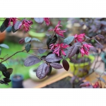 Цветы , цветок Лоропеталум ( Lorpetalum ) , Бонсай (Bonsai). Для декора сада , дома , офис