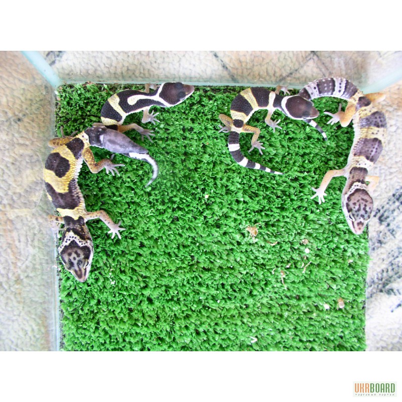 Фото 2. Продам рептилию леопардового геккона эублефар