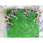 Продам рептилию леопардового геккона эублефар