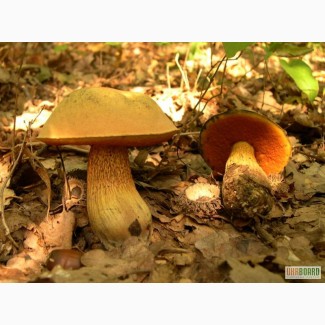 Семена грибов - мицелий дубовика, шампиньона, лисички, подберезовика, трюфеля