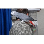 Африканский серый попугай жако -ручные птенцы5
