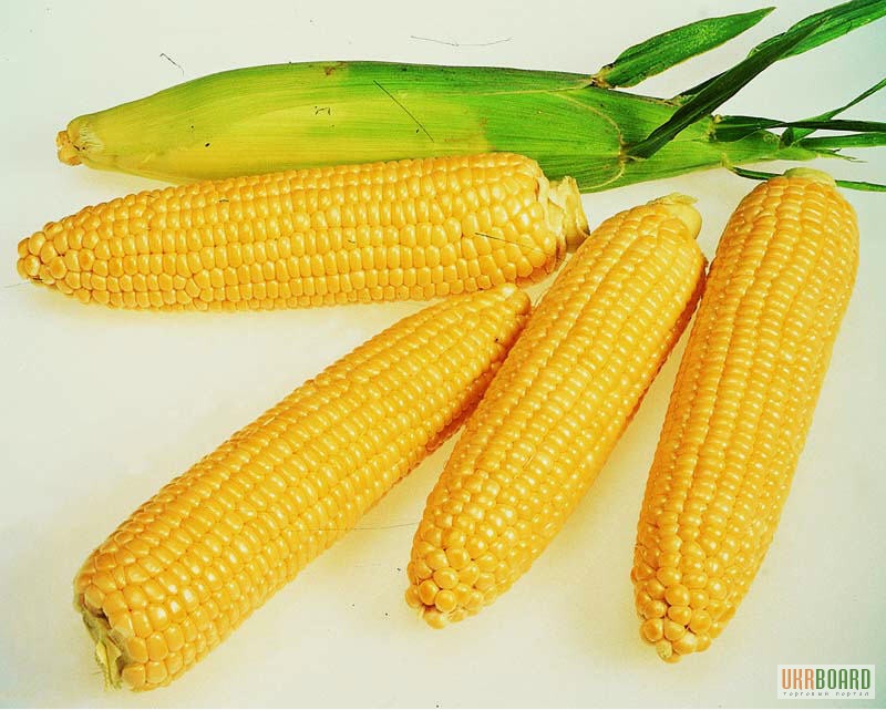 Фото 2. Семена кукурузы Монсанто гибрид (Monsanto)