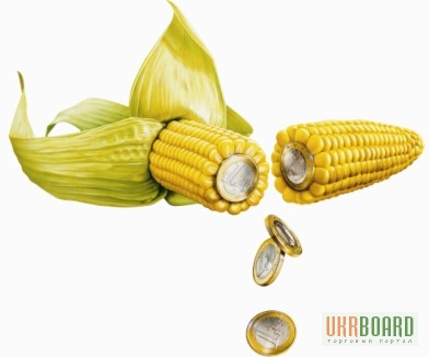 Фото 3. Семена кукурузы Монсанто гибрид (Monsanto)