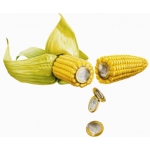Семена кукурузы Монсанто гибрид (Monsanto)