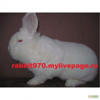 Продам кроликов породы Новозеландский белый