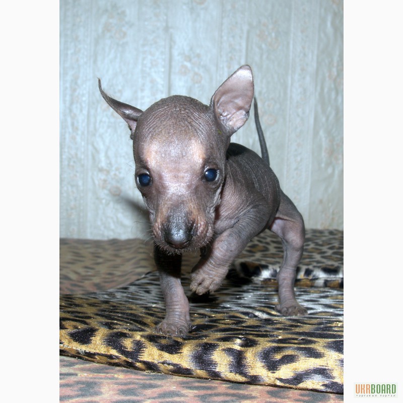 Фото 2. Продам щенков перуанской голой собаки