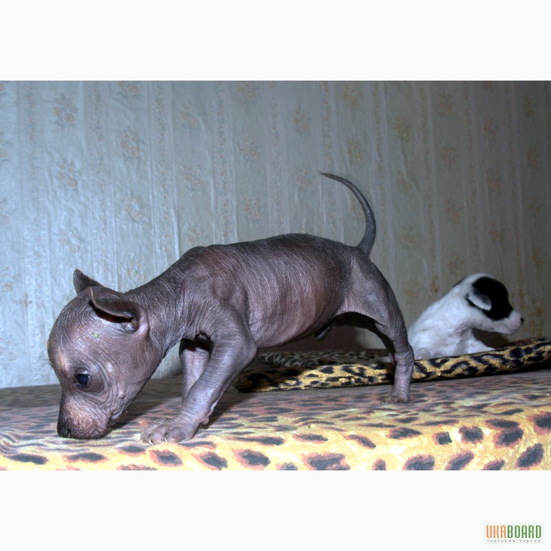 Фото 3. Продам щенков перуанской голой собаки