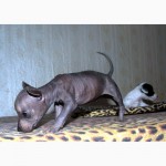 Продам щенков перуанской голой собаки