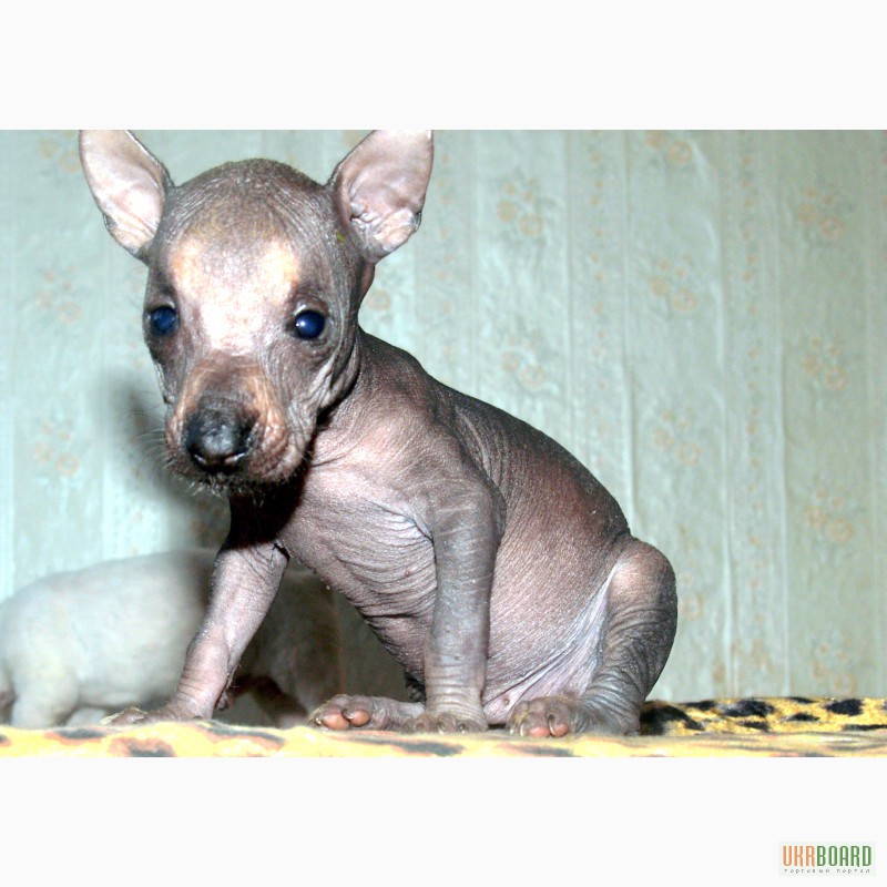 Фото 4. Продам щенков перуанской голой собаки