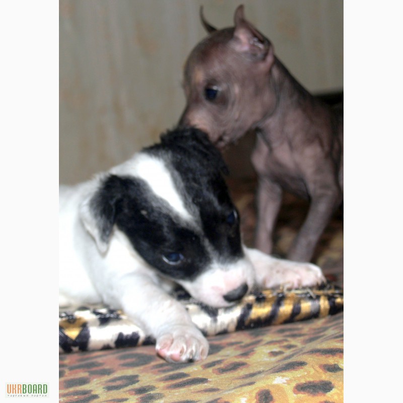 Фото 5. Продам щенков перуанской голой собаки