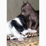 Продам щенков перуанской голой собаки