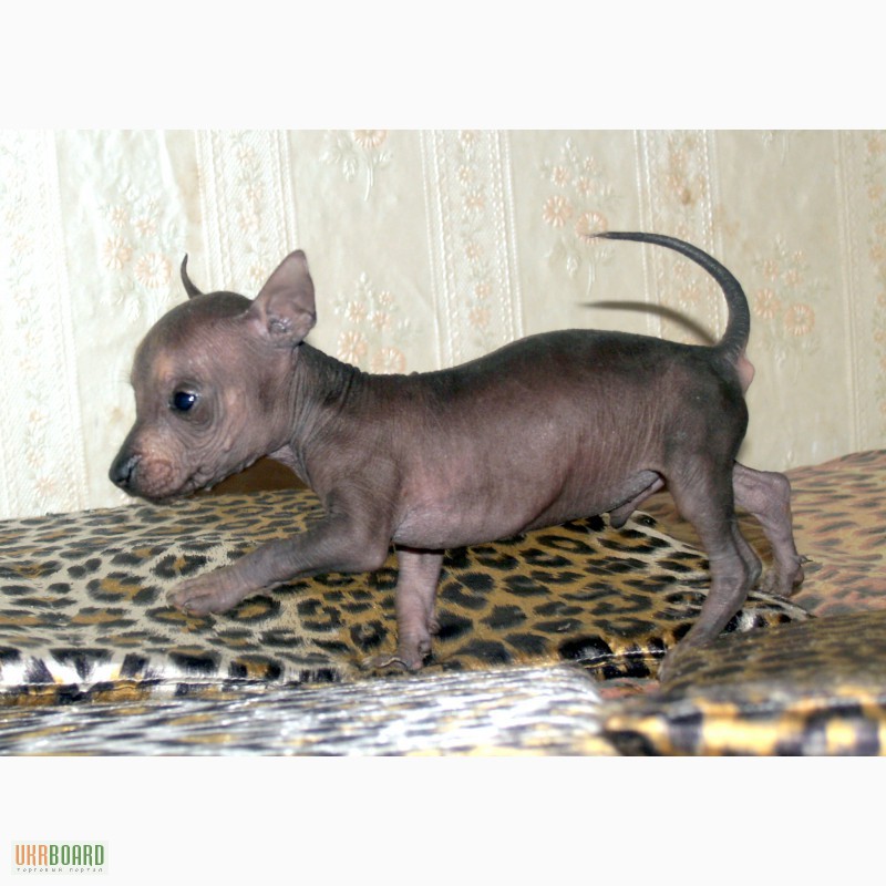 Фото 6. Продам щенков перуанской голой собаки