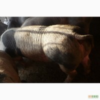 Кнуры поросята свиньи мясных пород Пьетрен Беркшир Дюрок Ландрас+дюрок Мангалица