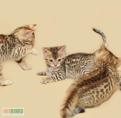 Фото 3. Бенгальские котята