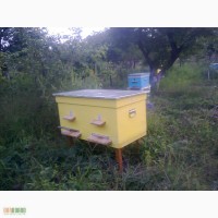 Продам улики с пчёлами