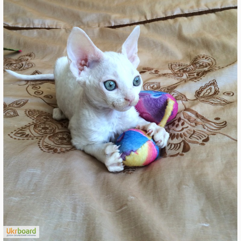 Фото 1/3. Белоснежный котенок Девон Рекс мальчик 2 месяца
