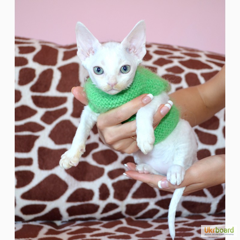 Фото 2/3. Белоснежный котенок Девон Рекс мальчик 2 месяца