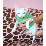 Белоснежный котенок Девон Рекс мальчик 2 месяца