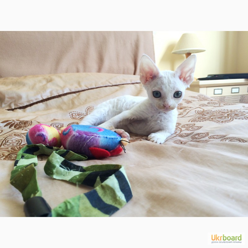 Фото 3. Белоснежный котенок Девон Рекс мальчик 2 месяца