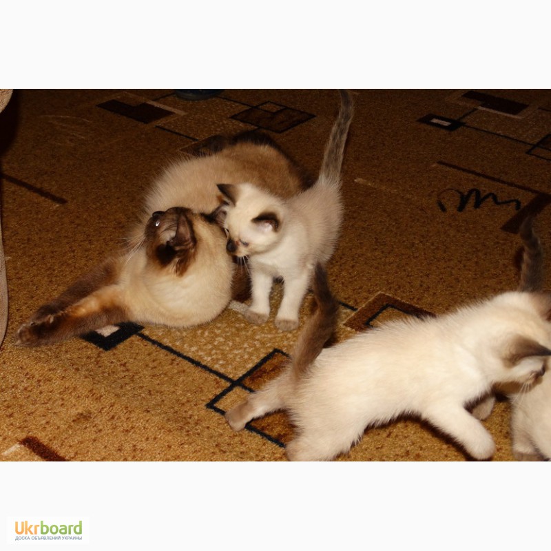 Фото 4. ПРОДАЖА невских маскарадных котят