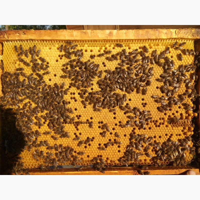 Фото 5. Пчелопакеты карпатской породы 5 рамочные