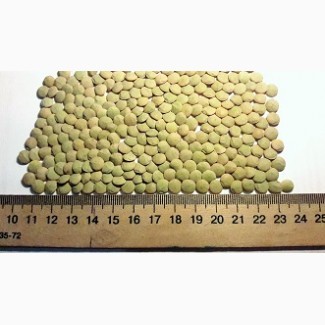 Продам семена: чечевицы зеленой