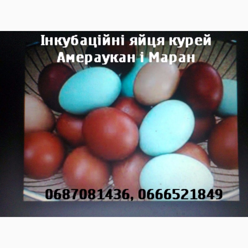 Інкубаційні яйця продам